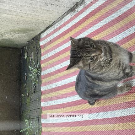 Foto 1/1 Gato encontrado Encontrado en La madeleine