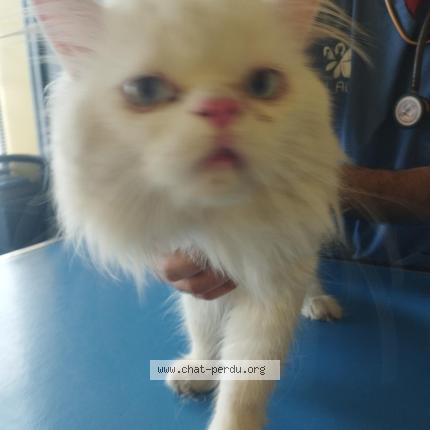 Foto 1/1 Gato encontrado Encontrado en Tarare