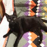 Foto del gato perdido en Bordeaux