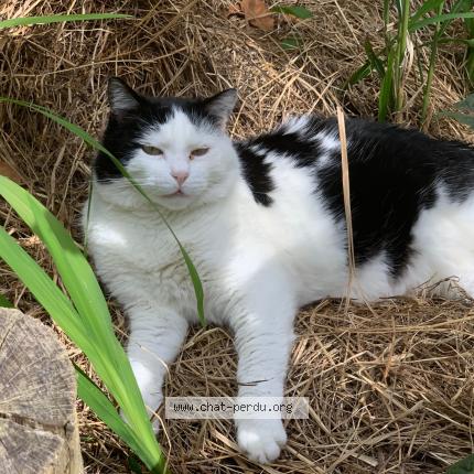 Foto 1/1 KASKET Chat perdido en Mouguerre