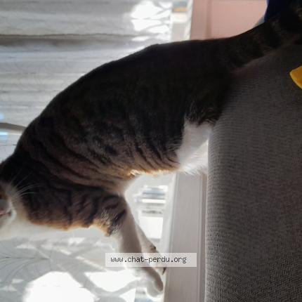 Foto 1/3 Gato encontrado Encontrado en Montreuil