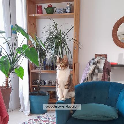 Foto 2/3 Gato encontrado Encontrado en Montreuil