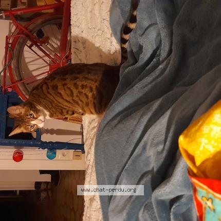 Foto 3/3 Gato encontrado Encontrado en Montreuil