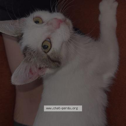 Foto 1/1 Arya Chat perdido en Pau