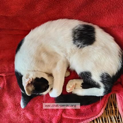 Foto 1/1 Chihiro Chat perdido en Roullens