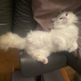 Foto del gato perdido en Travers