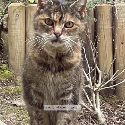 Foto 1/1 Gato encontrado Encontrado en St mandrier