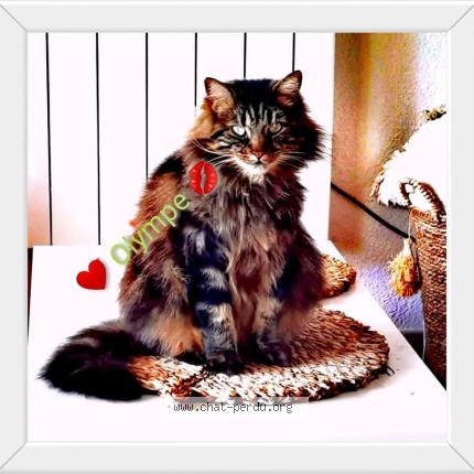 Foto 1/1 Olympe Chat perdido en Monistrol sur loire