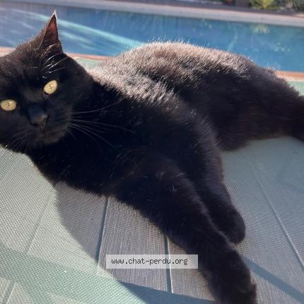 Foto 1/1 Big Mama Chat perdido en Eysines