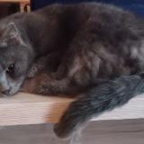 Foto del gato perdido en Coulommiers 77