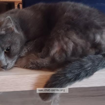 Foto 1/1 AÏNA Chat perdido en Coulommiers 77