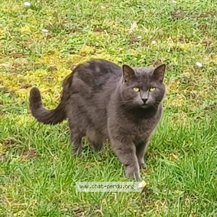 Foto 2/2 AÏNA Chat perdido en Coulommiers 77