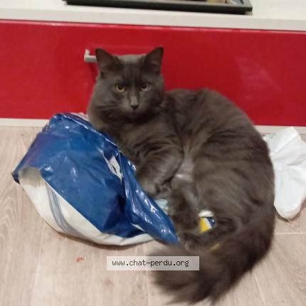 Foto 1/1 Tigrou Chat perdido en Toulouse