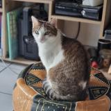 Foto del gato perdido en Bordeaux