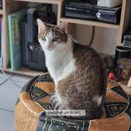 Foto 1/1 Soja Chat perdido en Bordeaux