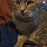 Foto del gato perdido en Fresse