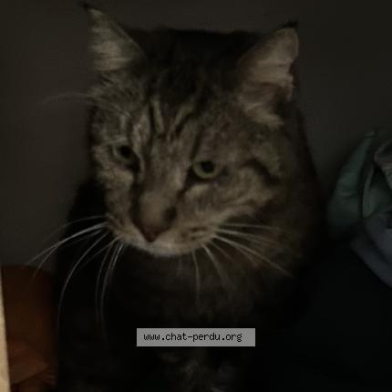 Foto 1/1 Andy Chat perdido en Le soler