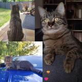 Foto del gato perdido en La Garde Adhemar