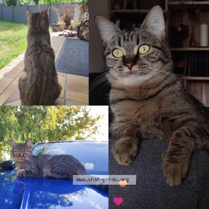 Foto 1/1 Tartine Chat perdido en La garde adhemar