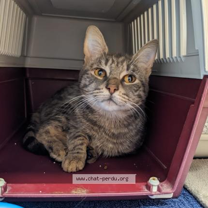 Foto 1/1 Gato encontrado Encontrado en Aytre