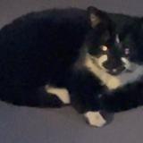 Foto de gato encontrado en Saint Ouen L Aumone