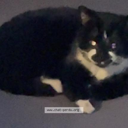 Foto 1/1 Gato encontrado Encontrado en Saint ouen l aumone