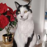 Foto del gato perdido en La Seyne Sur Mer