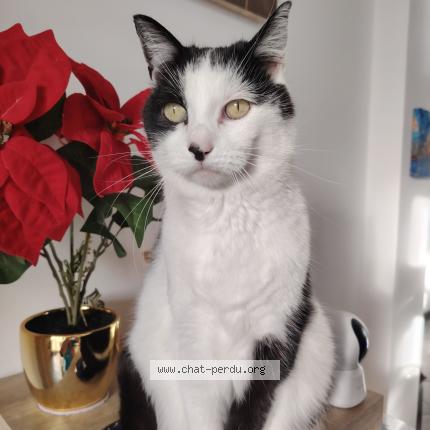 Foto 1/1 Lili Chat perdido en La seyne sur mer