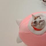 Foto del gato perdido en Vauvillers