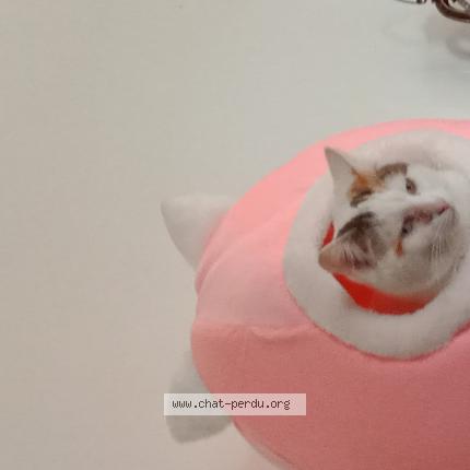 Foto 1/1 Bianca Chat perdido en Vauvillers