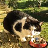 Foto de gato encontrado en Oree D Anjou