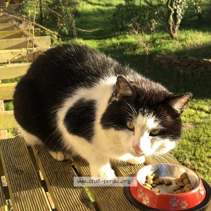 Foto 1/1 Gato encontrado Encontrado en Oree d anjou