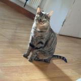 Foto del gato perdido en Nantua