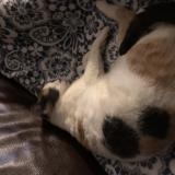 Foto de gato encontrado en La Talaudiere