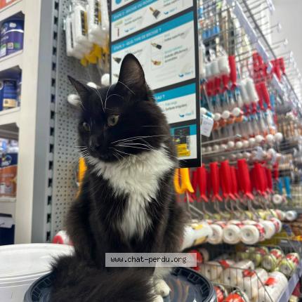 Foto 1/1 Simba Chat perdido en Bruxelles