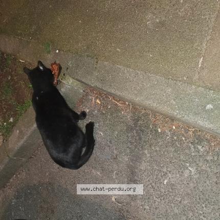 Foto 1/3 Gato encontrado Encontrado en Tourcoing