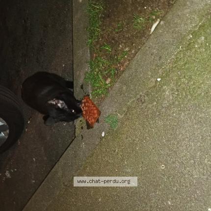 Foto 2/3 Gato encontrado Encontrado en Tourcoing