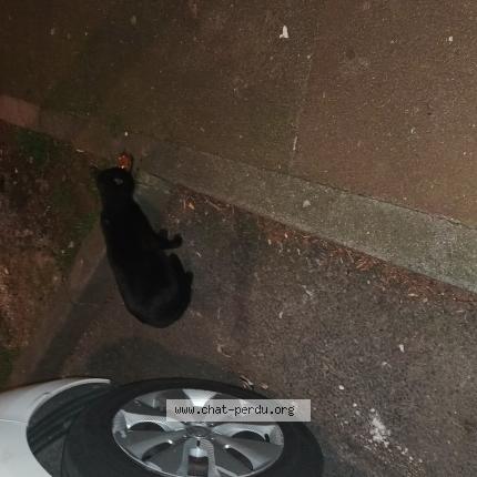 Foto 3/3 Gato encontrado Encontrado en Tourcoing