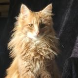 Foto del gato perdido en Moncoutant