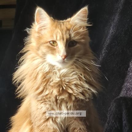 Foto 1/1 Aston Chat perdido en Moncoutant