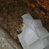 Foto de gato encontrado en Maison Alfort