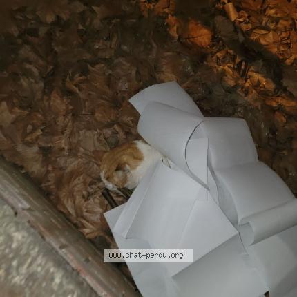 Foto 1/1 Gato encontrado Encontrado en Maison alfort