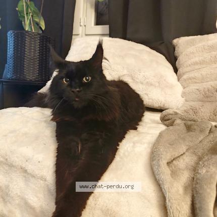 Foto 1/1 Mufasa Chat perdido en Pitres