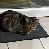 Foto del gato perdido en Wannehain