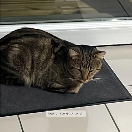 Foto 1/1 Vador Chat perdido en Wannehain