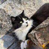 Foto del gato perdido en Mauroux