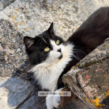 Foto 1/1 Ratatouille Chat perdido en Mauroux