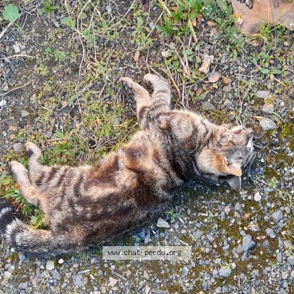 Foto 1/1 Gato encontrado Encontrado en Saumur