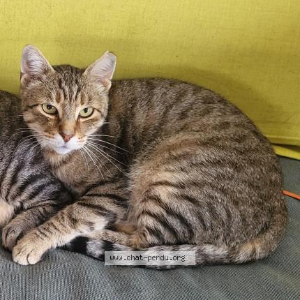 Foto 1/1 BLONDIN Chat perdido en Charnay les macon