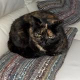 Foto del gato perdido en Livron Sur Drome